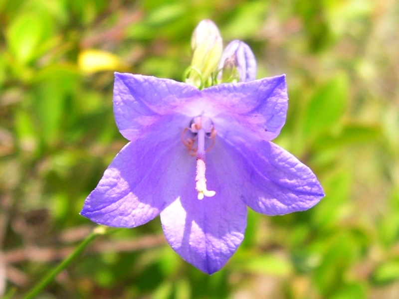 Campanula sabatia. / Campanula di Savona